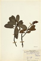 藏品(厚葉石斑木)的圖片